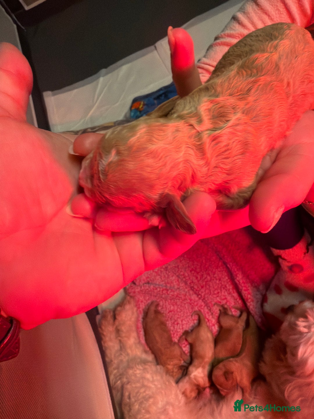 Cavapoo dogs for sale: Cavapoo for sale - Advert 9