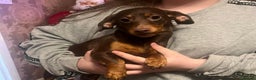 Dachshund dogs for sale: 2 dashound girls  - Advert 6