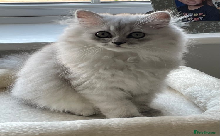 Persian cats - Advert 11