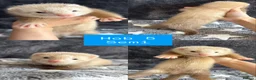 Ferret rodents for sale: PEDIGREE ANGORA FERRETS READY 4/7/26 - Advert 9