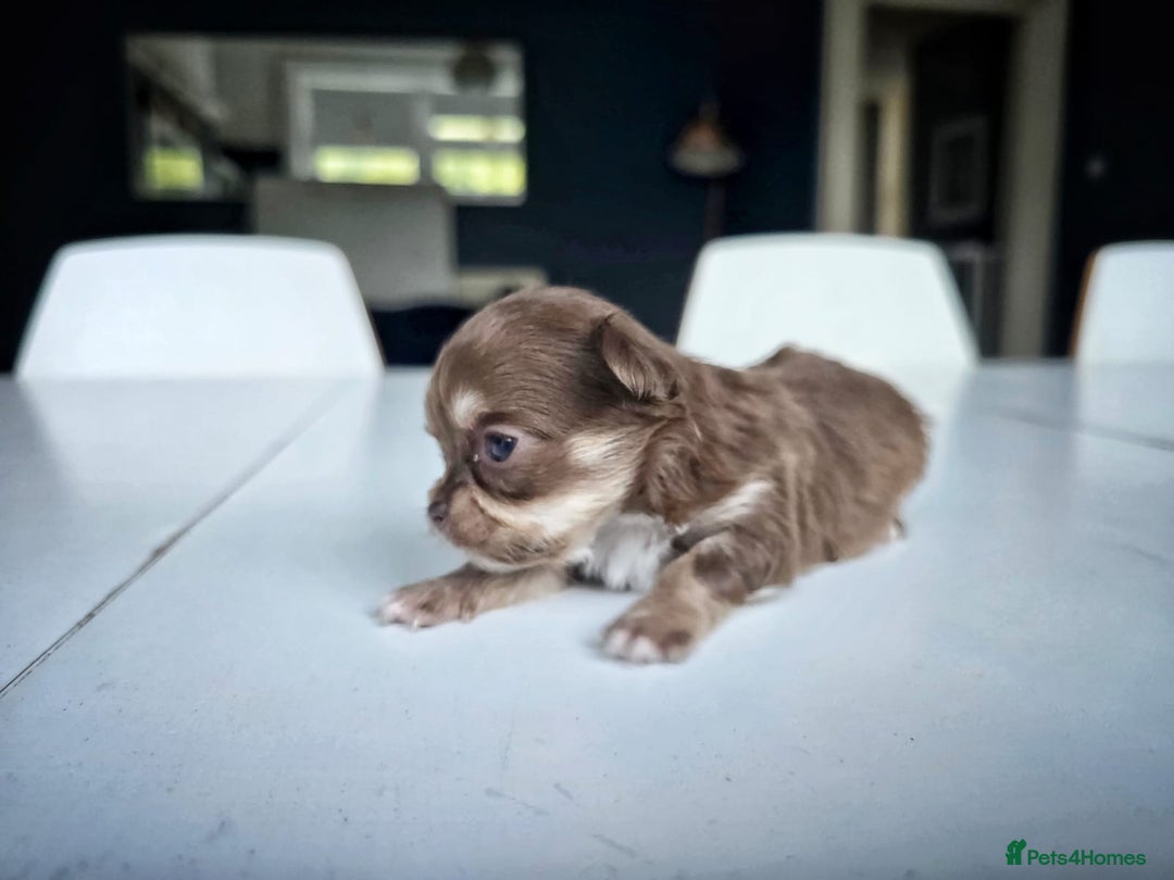 Chihuahua dogs for sale: Beautiful fluffy long haired chihuahuas - Image 12