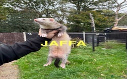 Ferret rodents for sale: FERRETS FOR SALE - Image 4