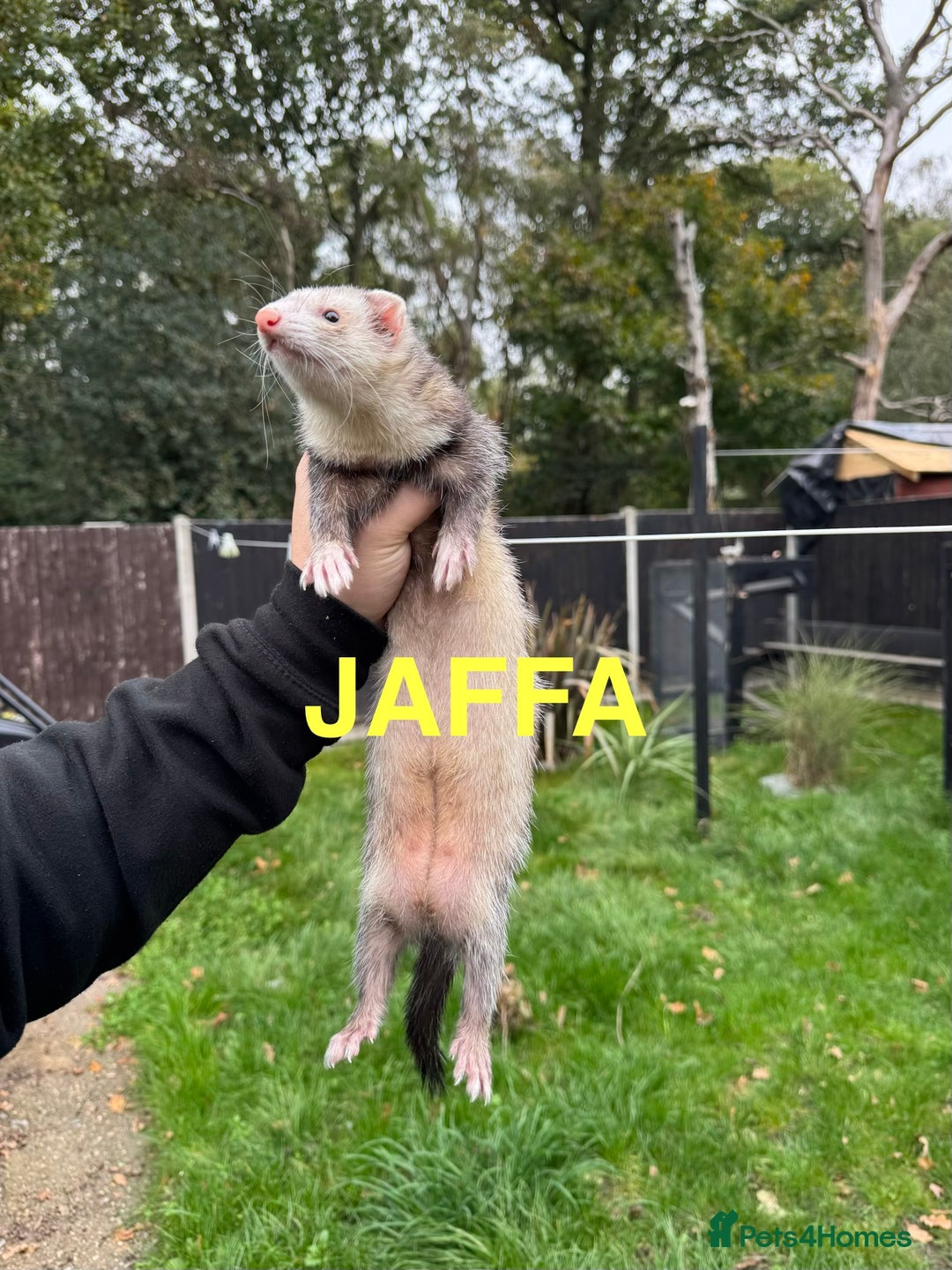Ferret rodents for sale: FERRETS FOR SALE - Image 4