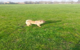 Mixed Breed dogs for sale: For sale Chow-Pey - Image 12