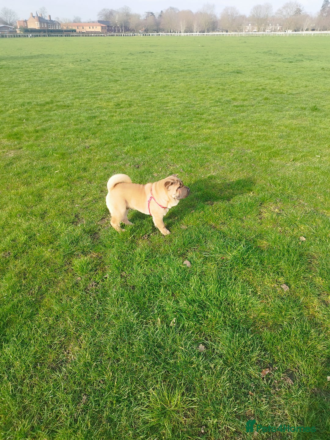 Mixed Breed dogs for sale: For sale Chow-Pey - Image 12