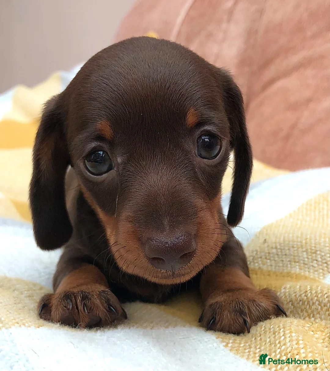 Miniature Dachshund dogs for sale: Kc Registered, PRA Clear, Chocolate & tan girls - Advert 2