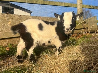 Goats livestock Pygmy goat pair for sale - Advert 13
