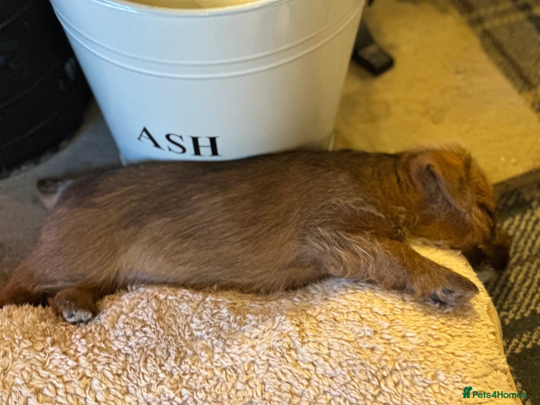 Norfolk Terrier dogs for sale: Stunning kc reg norfolk terrier boys  - Advert 18