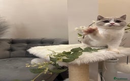 British Shorthair cats for sale: Lilac,Blue,BiColours & Colourpoint Registered  - Image 14
