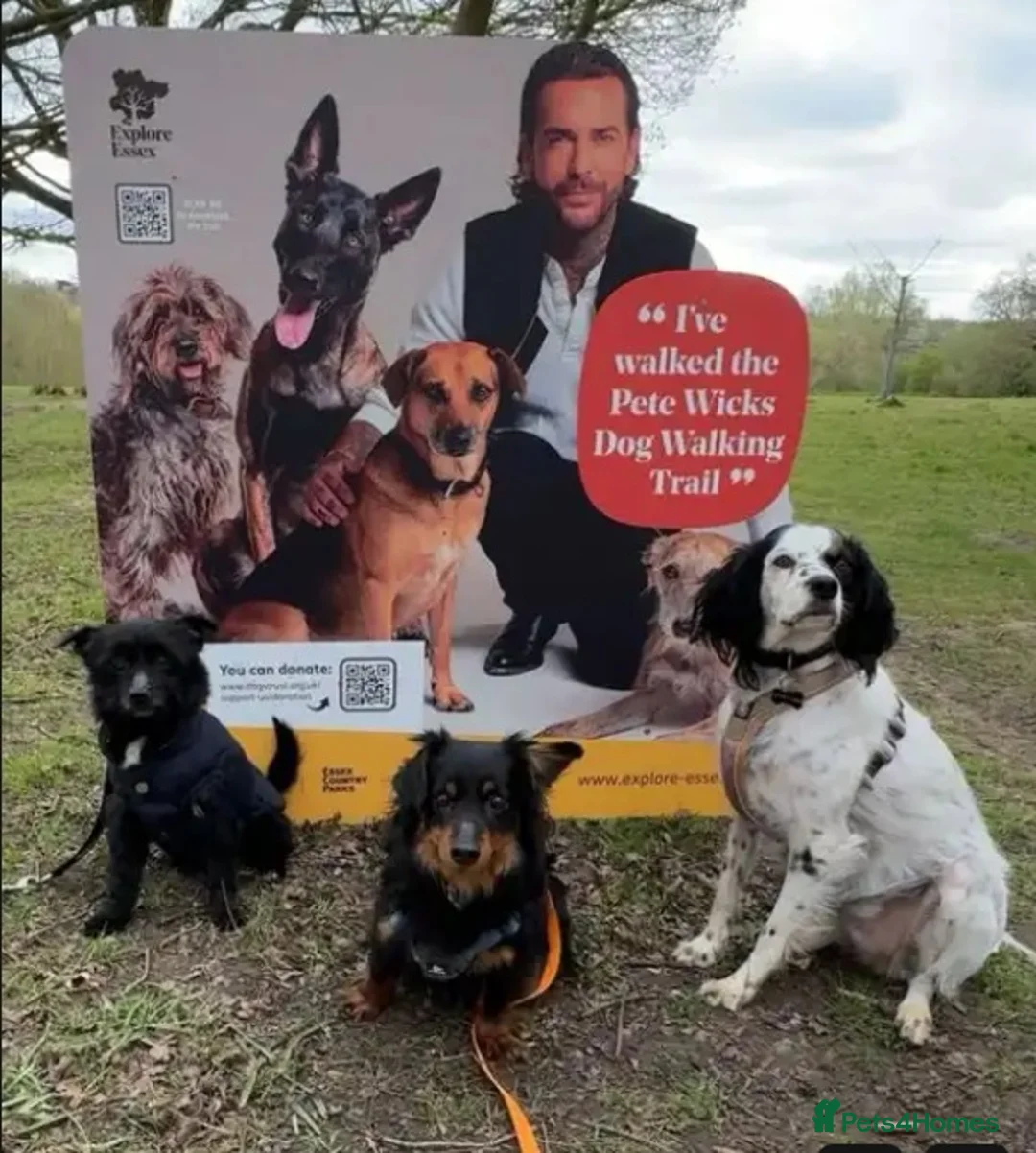 Mixed Breed dogs for adoption: Sweet boy, Skye, tiny and affectionate! In Essex  in Romford - Advert 8