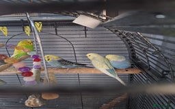 Budgerigars birds for sale: 4 budgies and cage - Image 1
