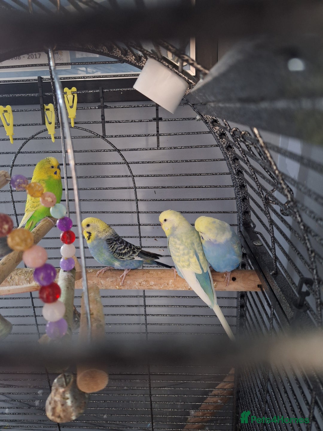 Budgerigars birds for sale: 4 budgies and cage - Image 1