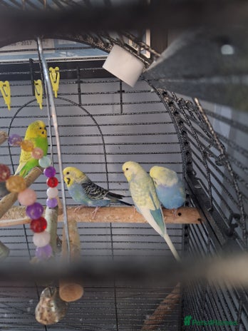 Budgerigars birds - Advert 5