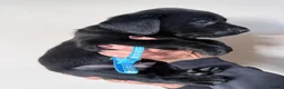 Labrador Retriever dogs for sale: Black Labrador Puppies  in Stoke-on-Trent - Advert 12