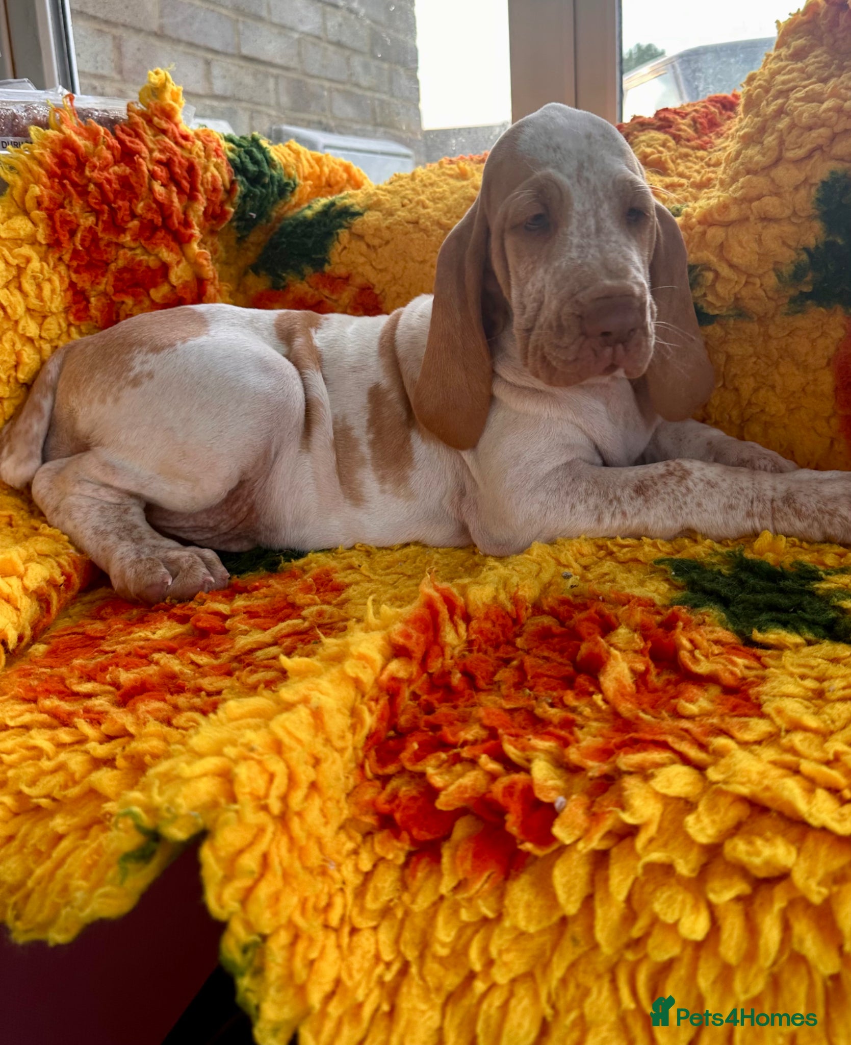 Bracco Italiano dogs Top breeder 2021,22,22,24,25 ⭐️⭐️⭐️⭐️⭐️ - Advert 16