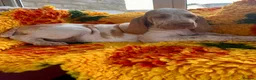 Bracco Italiano dogs for sale: Top breeder 2021,22,22,24,25 ⭐️⭐️⭐️⭐️⭐️ - Advert 1