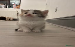 Persian cats for sale: Persian Kittens  - Image 28