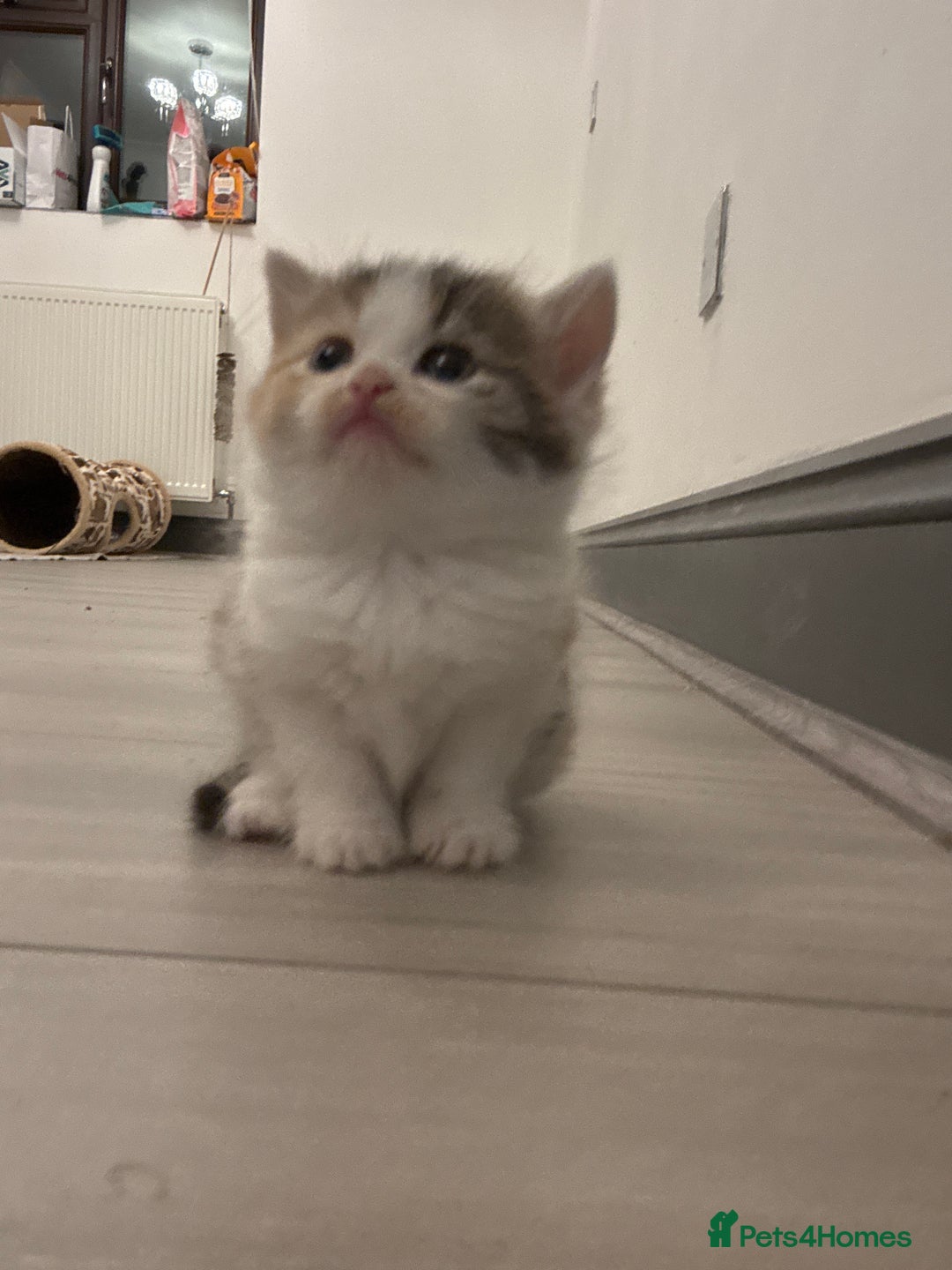 Persian cats for sale: Persian Kittens  - Image 28