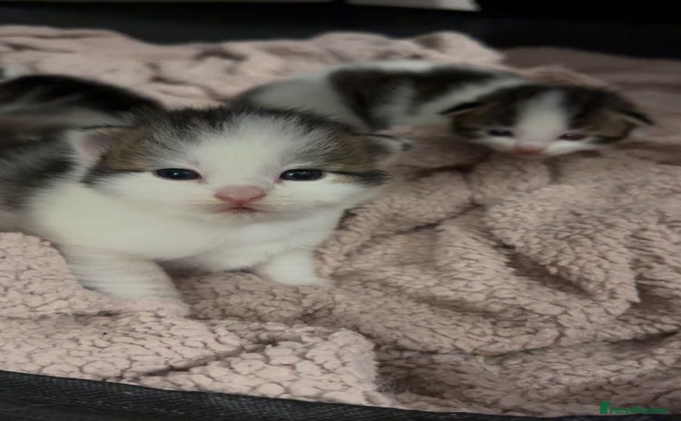 Ragdoll cats - Advert 8