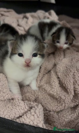 Ragdoll cats - Advert 8