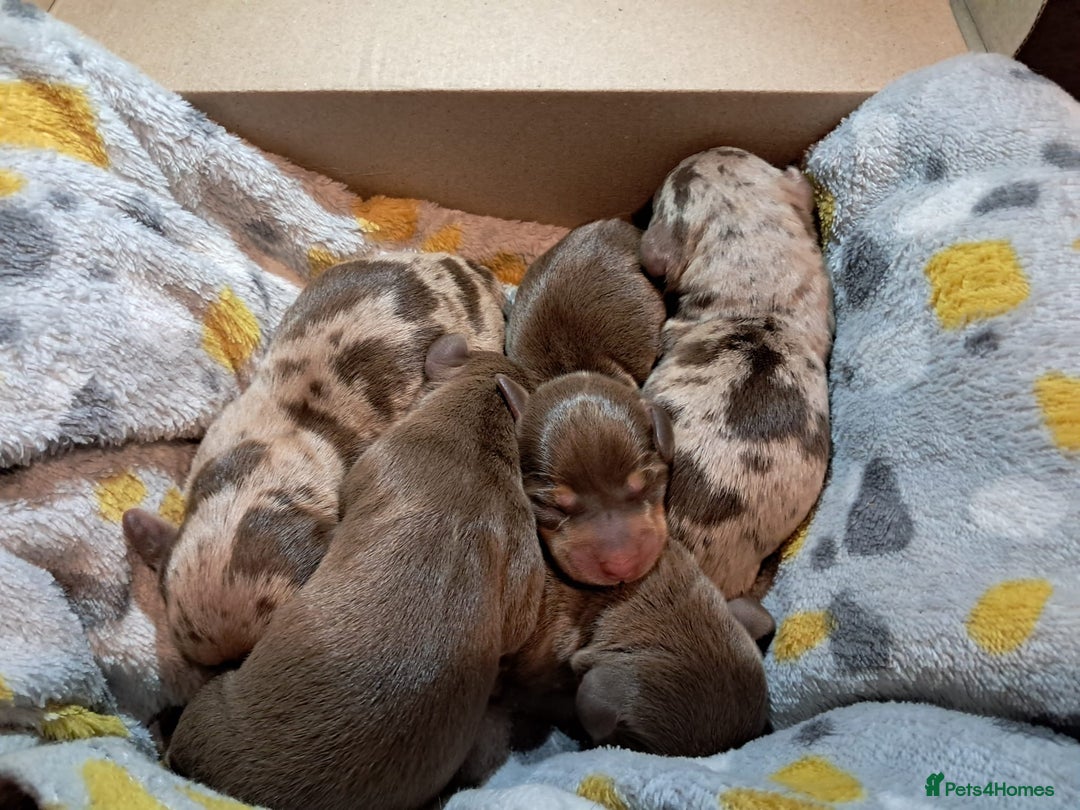 Dachshund dogs for sale: 4 absolutely gorgeous dachshund girls  - Advert 14