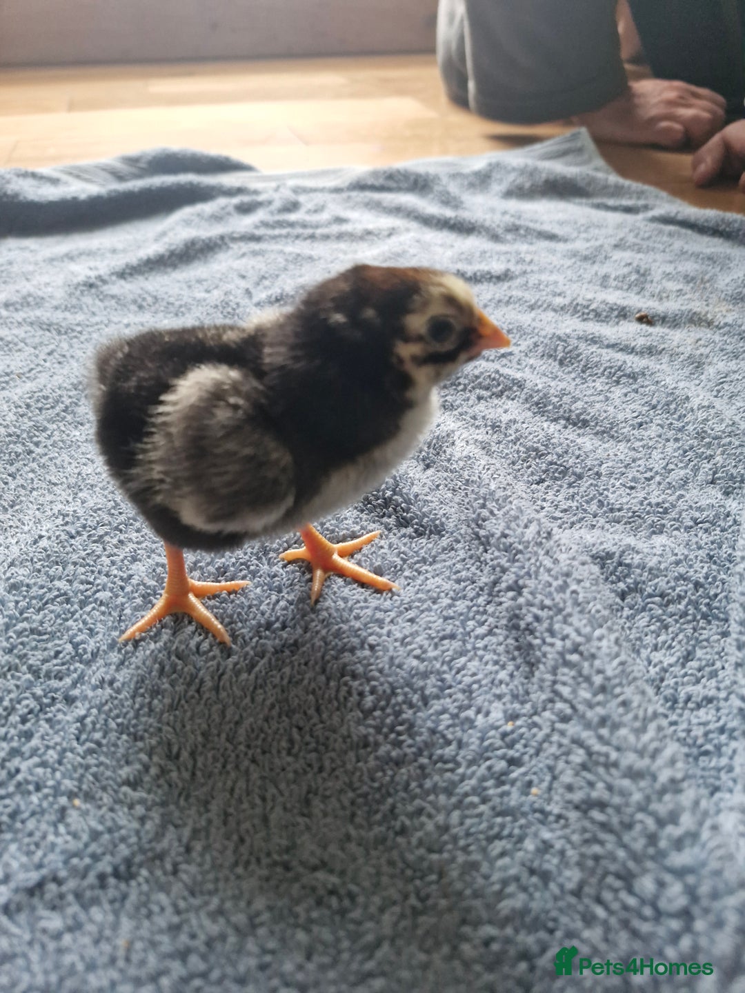 Chickens poultry for sale: Chicks for sale  - Image 7