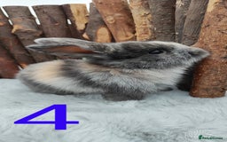 Mini Lop rabbits for sale: Mini lop and mini lop lion head   - Image 7