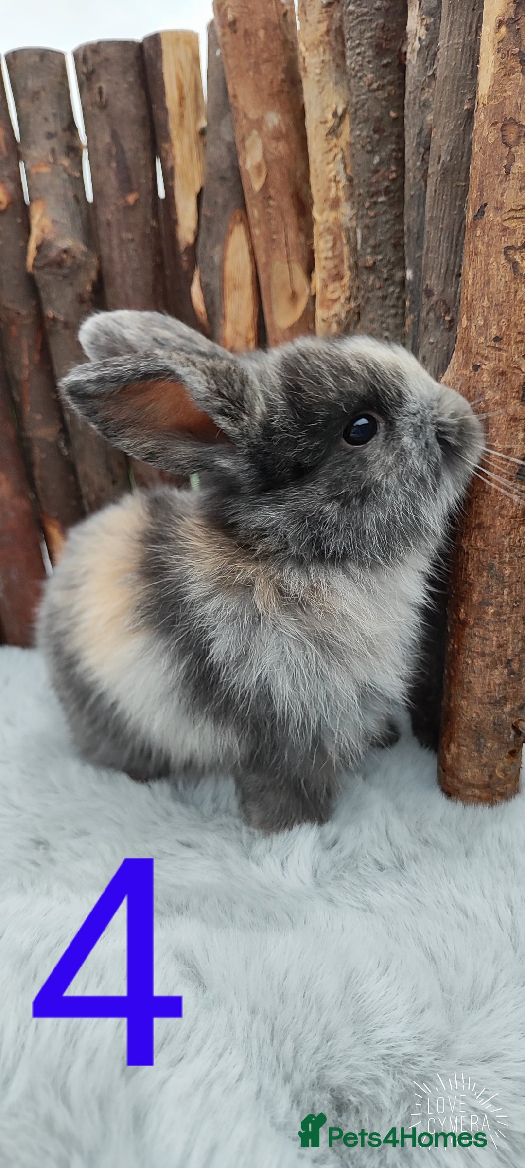 Mini Lop rabbits for sale: Mini lop and mini lop lion head   - Image 7