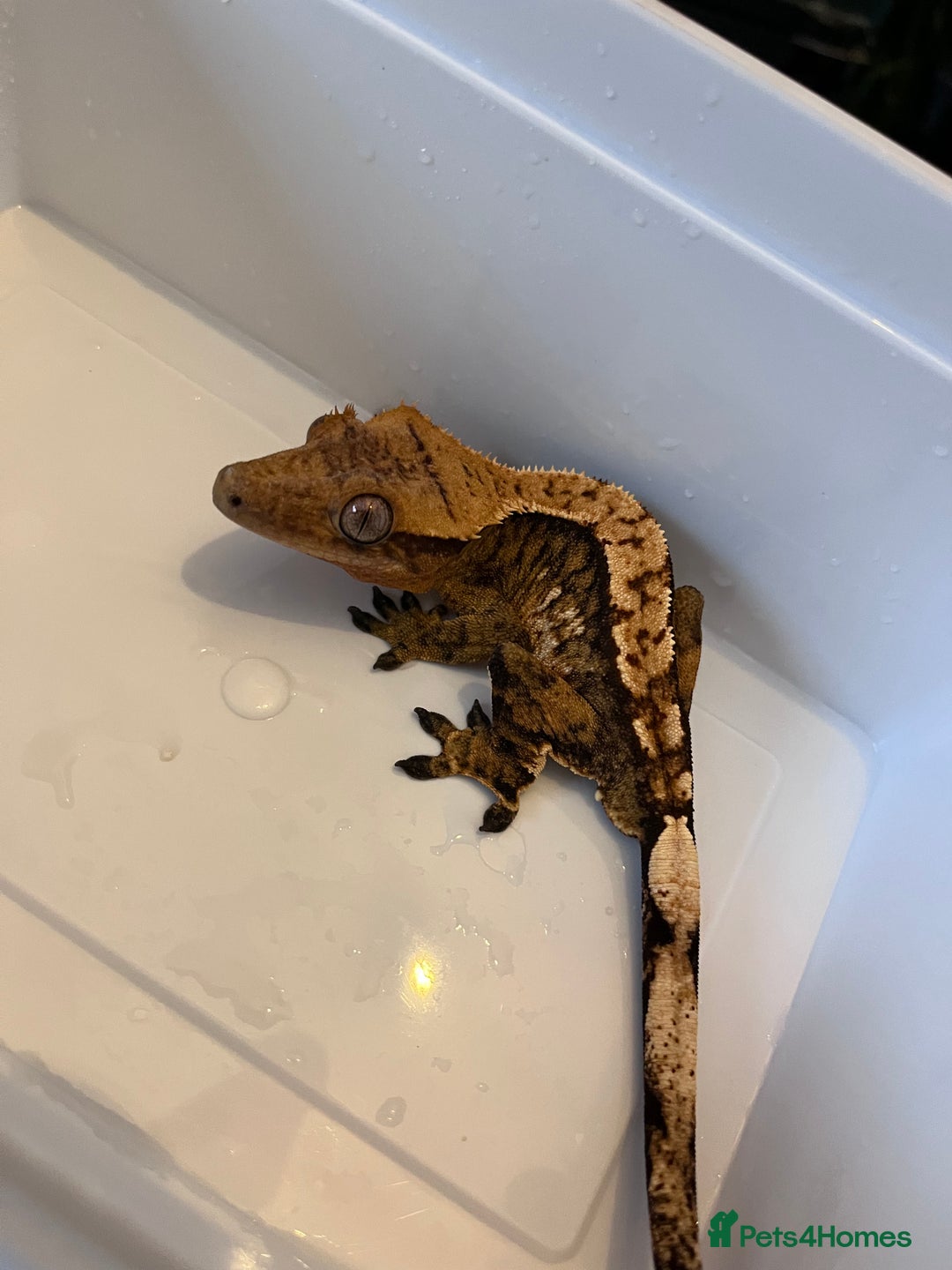 Gecko reptiles for sale: Crested geckos for sale  - Advert 2