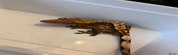 Gecko reptiles for sale: Crested geckos for sale  - Advert 2