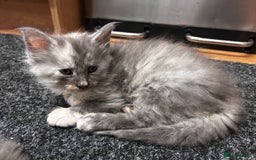 Maine Coon cats for sale: Maine coon girls - Image 16