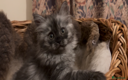 Munchkin cats for sale: Sweet Munchkins 🤗 - Image 23