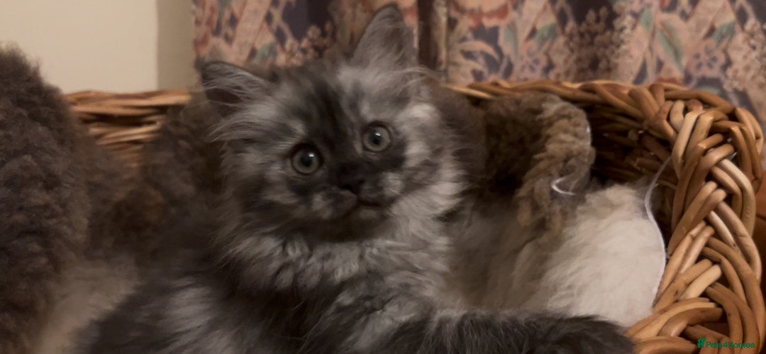 Munchkin cats for sale: Sweet Munchkins 🤗 - Image 23