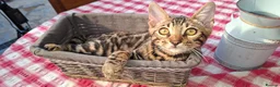 Bengal cats for sale: Stunning Bengal Kittens  - Advert 14