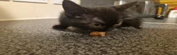 Mixed Breed cats for sale: Black cats  - Advert 8