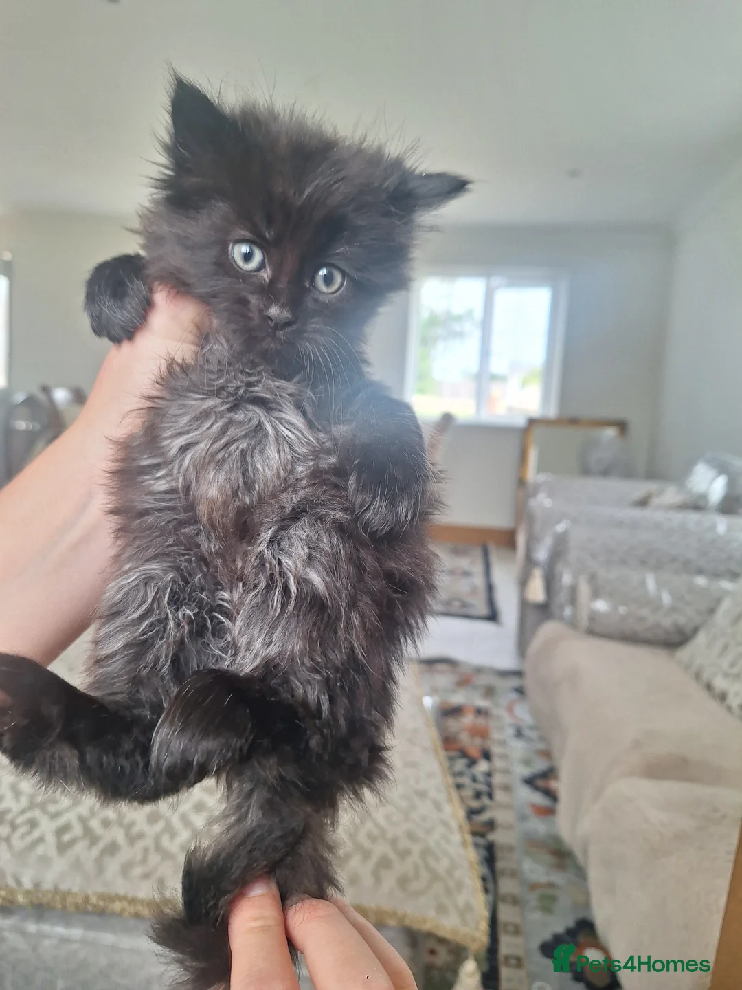 Mixed Breed cats for sale: Kittens fluffy tabby  - Advert 2