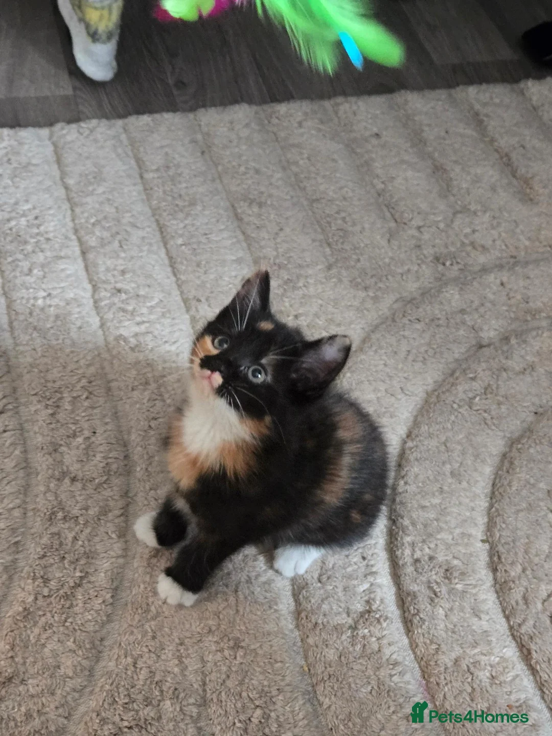 Mixed Breed cats for sale: Female kitten for sale  - Advert 1