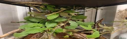 Stick Insects invertebrates for sale: Large Komodo Glass Terrarium Indian stick insects - Advert 3