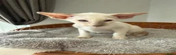 Siamese cats for sale:  Gccf registered Siamese’s  - Advert 13