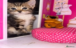 Bengal cats for sale: Bengal Cross - Image 2