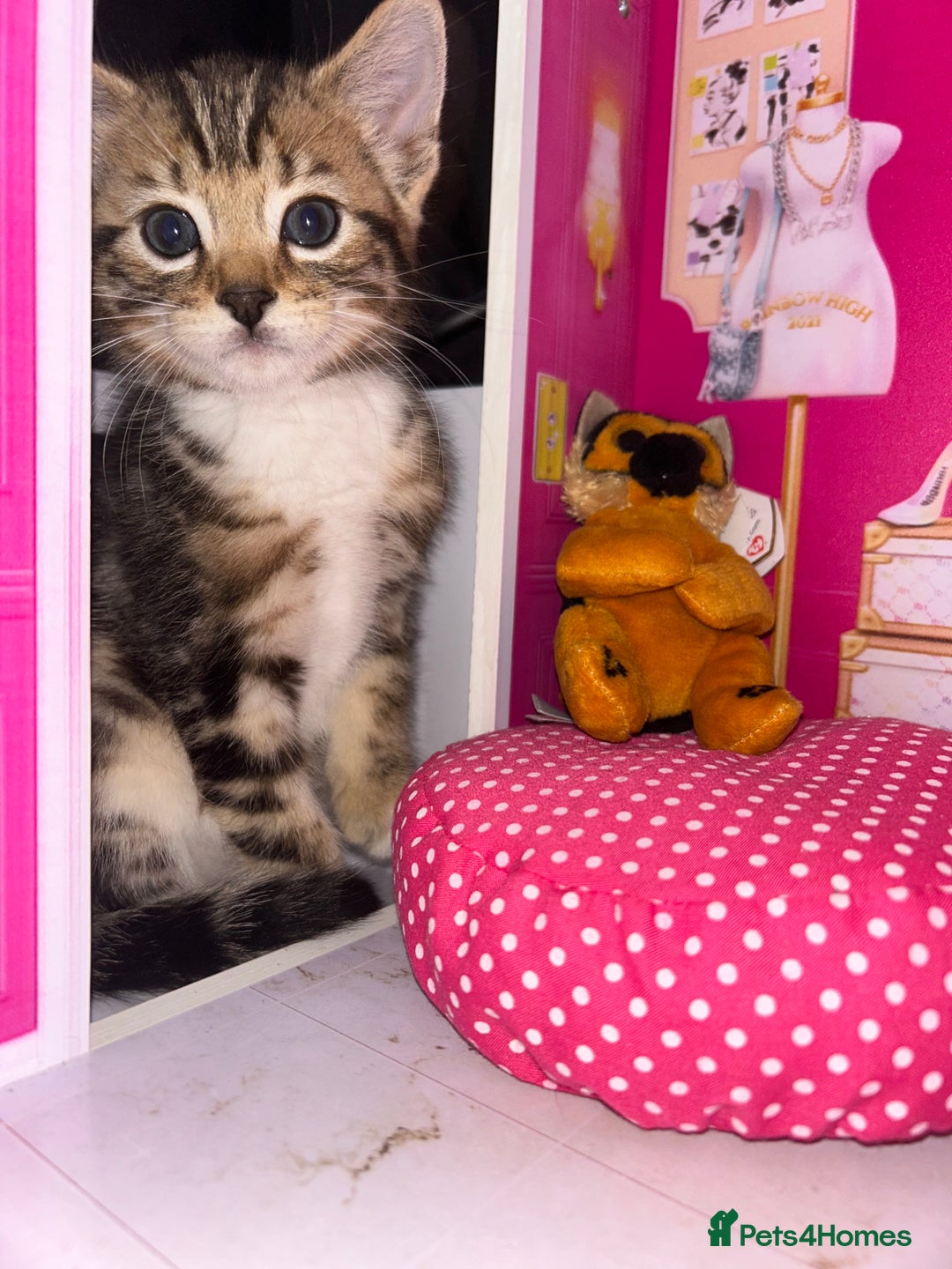 Bengal cats for sale: Bengal Cross - Image 2