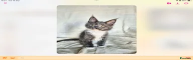 Maine Coon 4