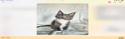 Maine Coon cats for sale: Tica Reg Maine Coons - Advert 6