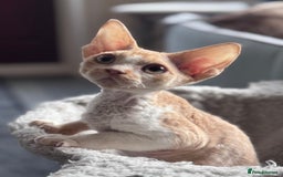 Devon Rex cats for sale: Adorable pedigree Devon Rex  - Image 5