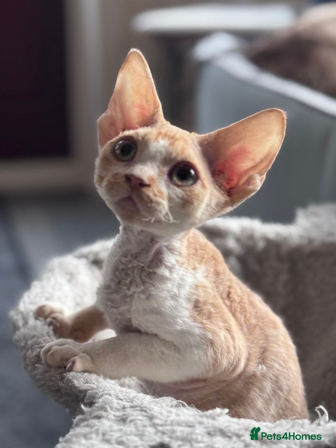 Devon Rex cats for sale: Adorable pedigree Devon Rex  - Image 5
