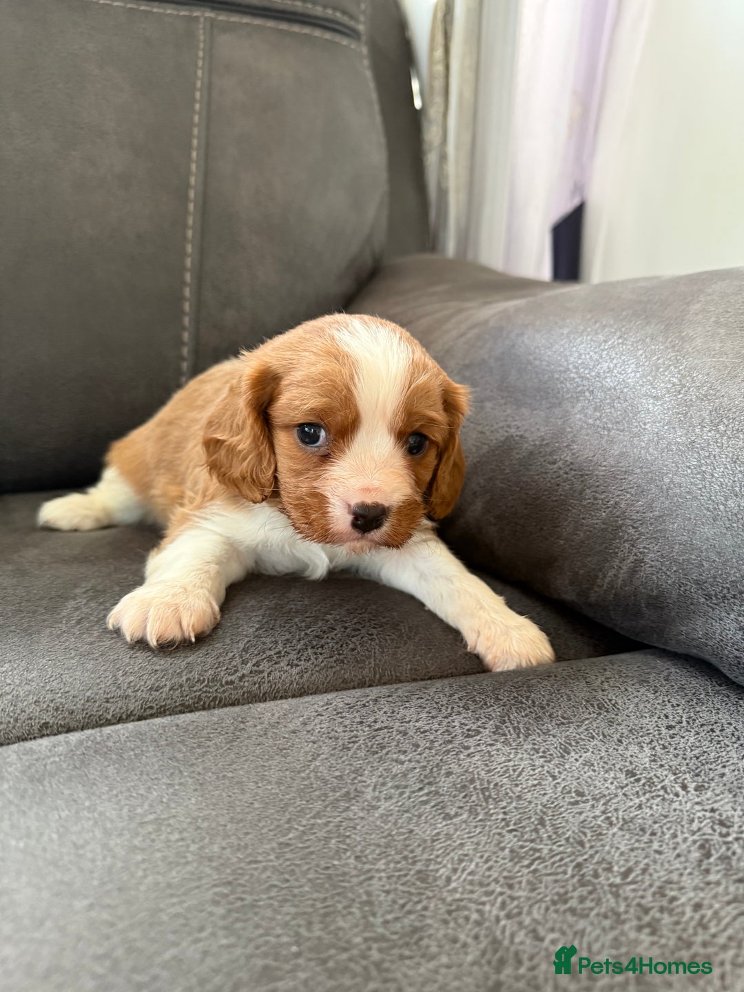 Cavalier King Charles Spaniel dogs for sale: King Charles spaniel puppies  - Advert 5