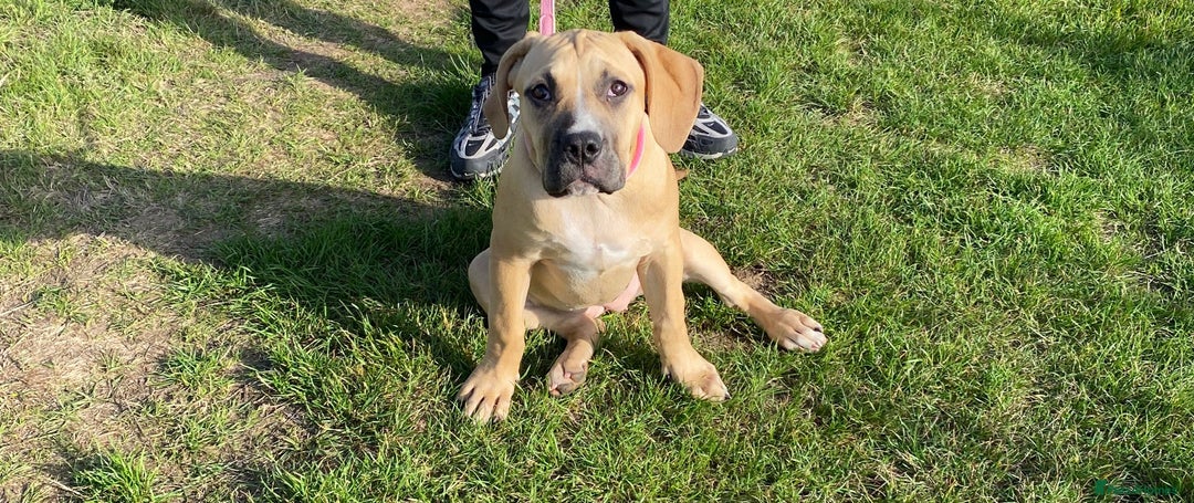 Boerboel dogs for sale: Boerboel  - Image 2