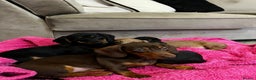 Miniature Dachshund dogs for sale: Little miniature dachshund  - Advert 7