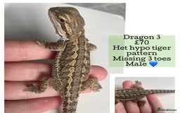 Bearded Dragon reptiles for sale: Hypo Baby Bearded Dragons - Image 13