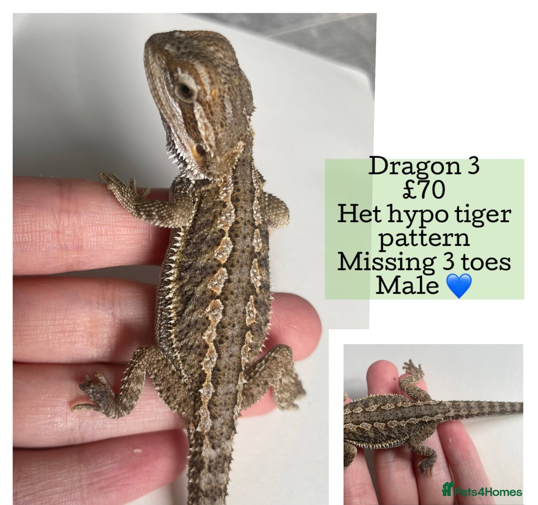 Bearded Dragon reptiles for sale: Hypo Baby Bearded Dragons - Image 13